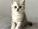Silver Tabby British Shorthair Erkek Yavrumuz