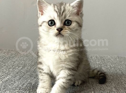 Silver Tabby British Shorthair Erkek Yavrumuz görsel