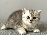 Silver Tabby British Shorthair Erkek Yavrumuz