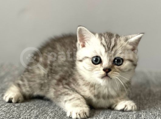 Silver Tabby British Shorthair Erkek Yavrumuz görsel