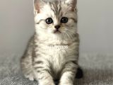 Silver Tabby British Shorthair Erkek Yavrumuz