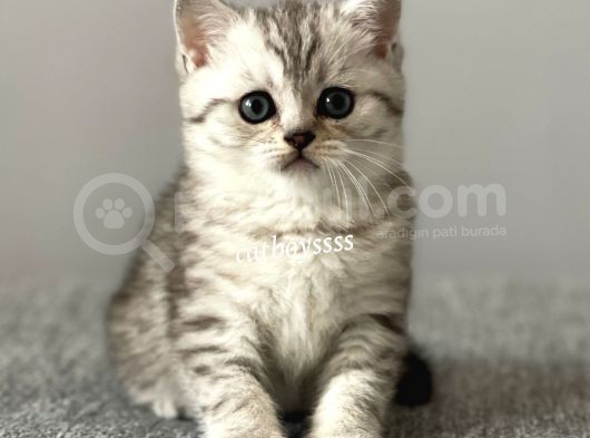 Silver Tabby British Shorthair Erkek Yavrumuz görsel