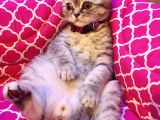 British  Tabby Erkek Yavrumuz Yuvasını Arıyo