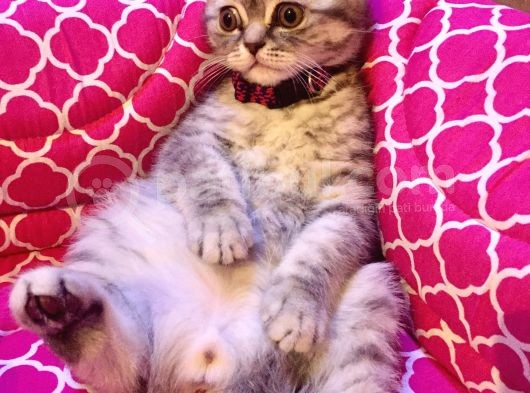 British  Tabby Erkek Yavrumuz Yuvasını Arıyo