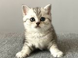 Silver Tabby British Shorthair Erkek Yavrumuz