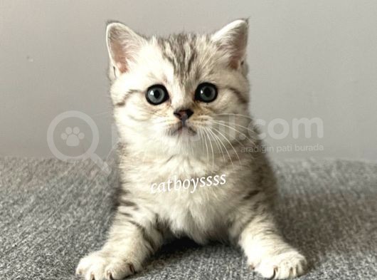 Silver Tabby British Shorthair Erkek Yavrumuz görsel