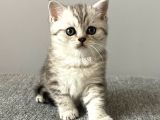 Silver Tabby British Shorthair Erkek Yavrumuz