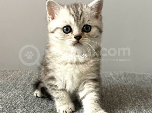 Silver Tabby British Shorthair Erkek Yavrumuz görsel