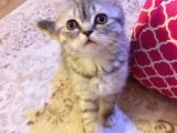 British  Tabby Erkek Yavrumuz Yuvasını Arıyo