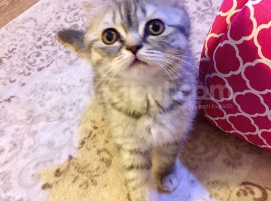 British  Tabby Erkek Yavrumuz Yuvasını Arıyo görsel