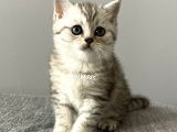 Silver Tabby British Shorthair Erkek Yavrumuz