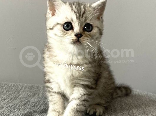 Silver Tabby British Shorthair Erkek Yavrumuz görsel