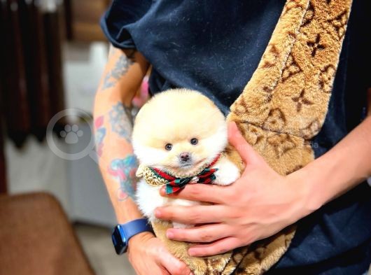 Muhteşem Surat Yapısına Sahip Pomeranian Boo Yavrumuz görsel