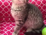 British  Tabby Erkek Yavrumuz Yuvasını Arıyo