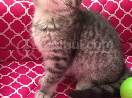 British  Tabby Erkek Yavrumuz Yuvasını Arıyo görsel