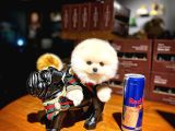Mini Boy Fizik Yapısına Sahip Pomeranian Boo Yavrumuz