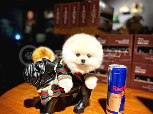 Mini Boy Fizik Yapısına Sahip Pomeranian Boo Yavrumuz görsel