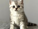 Silver Tabby British Shorthair Erkek Yavrumuz