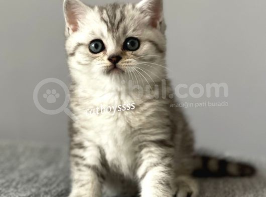 Silver Tabby British Shorthair Erkek Yavrumuz görsel