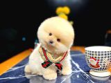 Muhteşem Surat Yapısına Sahip Pomeranian Boo Yavrumuz