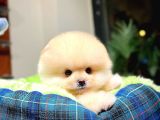 Muhteşem Surat Yapısına Sahip Pomeranian Boo Yavrumuz
