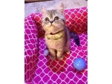 British  Tabby Erkek Yavrumuz Yuvasını Arıyo