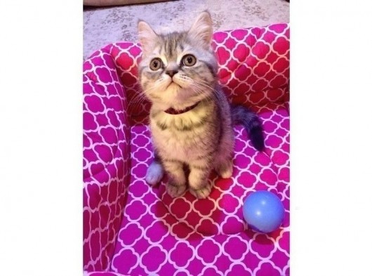 British  Tabby Erkek Yavrumuz Yuvasını Arıyo görsel