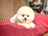 Muhteşem Surat Yapısına Sahip Pomeranian Boo Yavrumuz