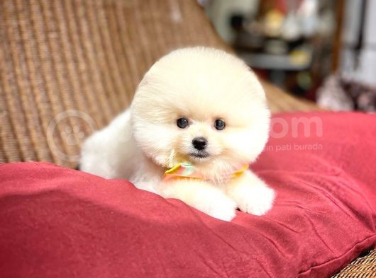 Muhteşem Surat Yapısına Sahip Pomeranian Boo Yavrumuz görsel