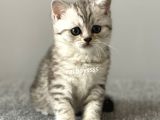 Silver Tabby British Shorthair Erkek Yavrumuz
