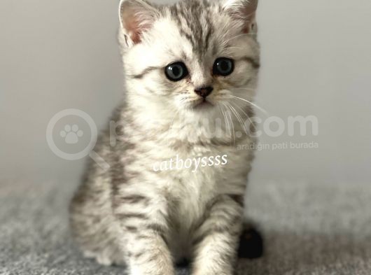 Silver Tabby British Shorthair Erkek Yavrumuz görsel