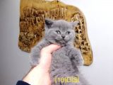 Dişi Ve Erkek Yavrular