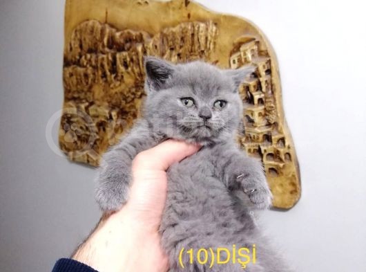 Dişi Ve Erkek Yavrular görsel