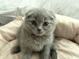 Scottish Fold Ve British Shorthair