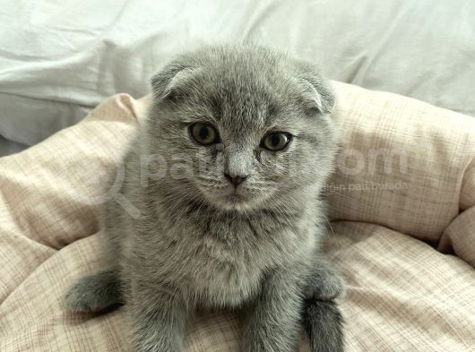 Scottish Fold Ve British Shorthair görsel