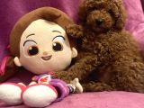 A Kali̇te Red Toy Poodle Yavrularimiz