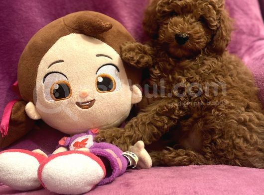 A Kali̇te Red Toy Poodle Yavrularimiz