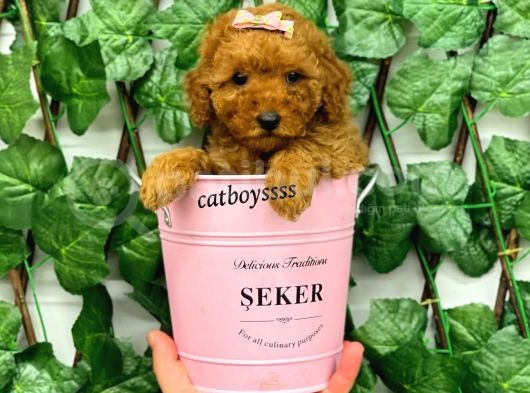 Red Brown Poodle Dişi Yavrumuz