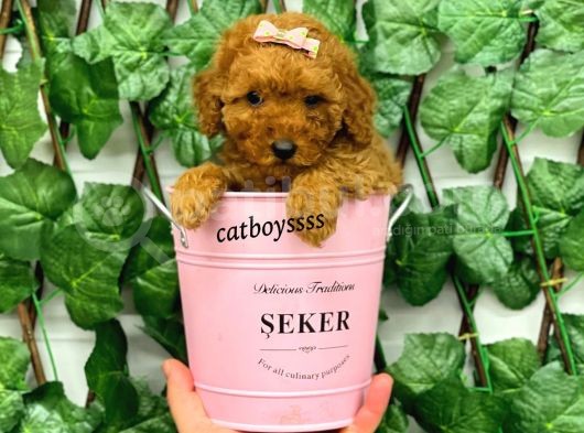 Red Brown Poodle Dişi Yavrumuz görsel