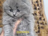 Dişi Ve Erkek Yavrular