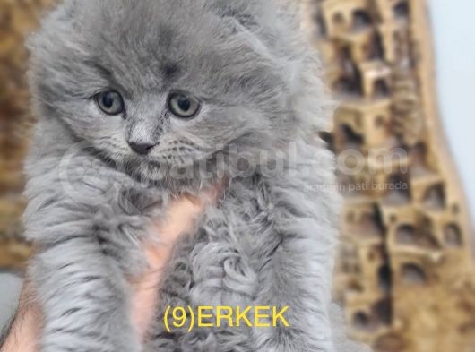 Dişi Ve Erkek Yavrular görsel