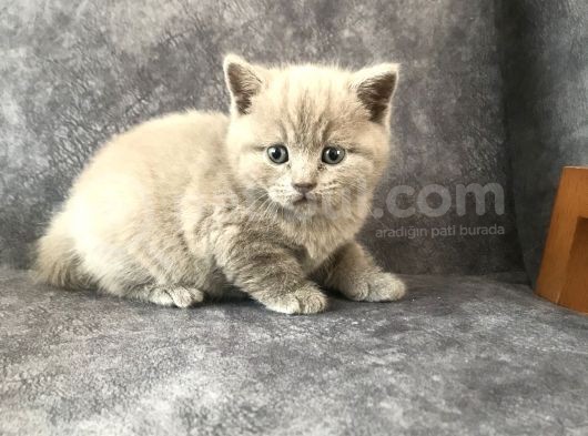 İki Güzellik Yuvalarına Gitmeye Hazır görsel