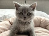 Scottish Fold Ve British Shorthair