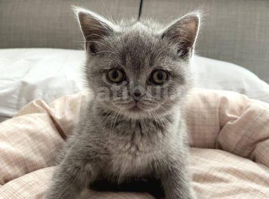Scottish Fold Ve British Shorthair