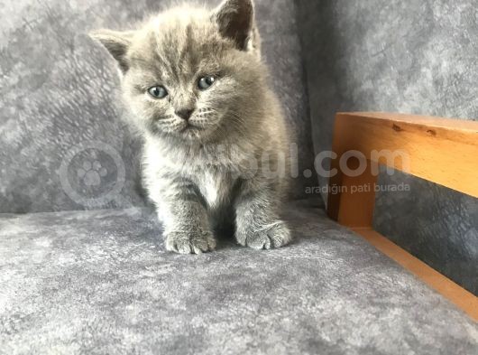 İki Güzellik Yuvalarına Gitmeye Hazır görsel
