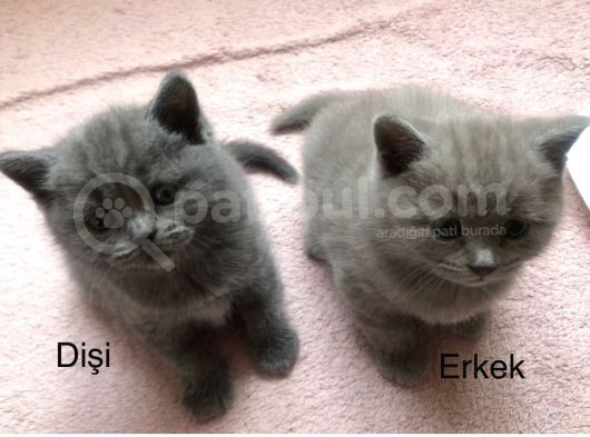 İki Güzellik Yuvalarına Gitmeye Hazır