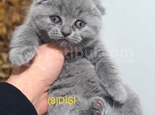 Dişi Ve Erkek Yavrular görsel