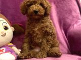 A Kali̇te Red Toy Poodle Yavrularimiz
