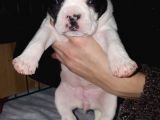 Blue Merle Taşıyıcı French Bulldog Bebeklerimiz