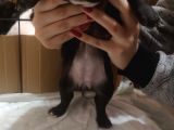 Blue Merle Taşıyıcı French Bulldog Bebeklerimiz